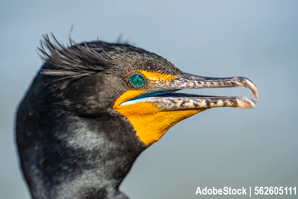 Der Kormoran (Nannopterum auritus) Der Kormoran (Nannopterum auritus)